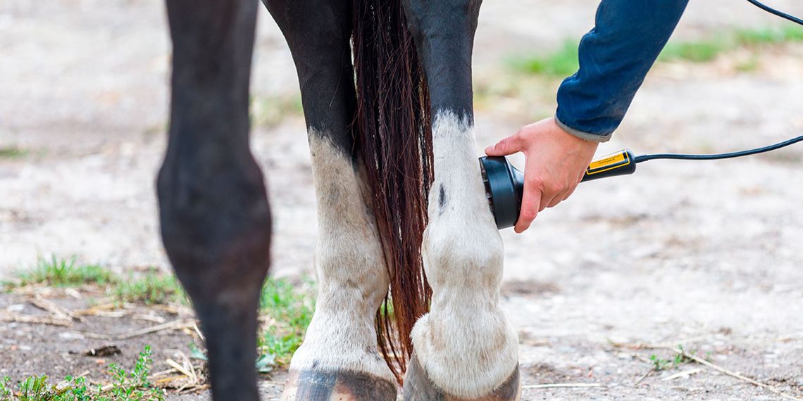 Mobile Lasertherapie beim Pferd